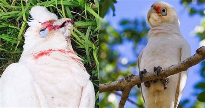 60 Australian Birds Mysteriously Drop Dead Bleeding From The Eyes