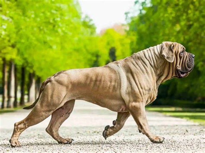 ¿Es Hooch un mastín? – Celebrity.fm