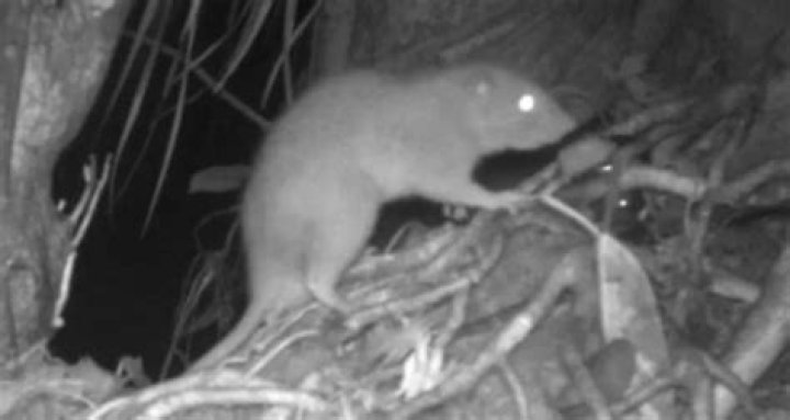 First Images Captured Of Rare, Endangered Vangunu Giant Rat
