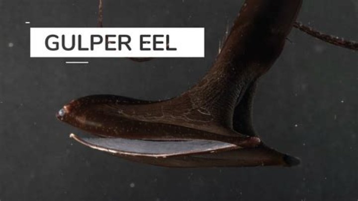 Gulper Eel Captured On Video Causes Hilarious Reactions From Scientists