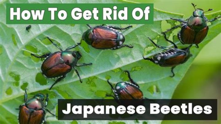 How do I get rid of red soldier beetles?