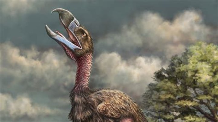 Meet The Terror Bird, The Prehistoric Predator Of Your Nightmares