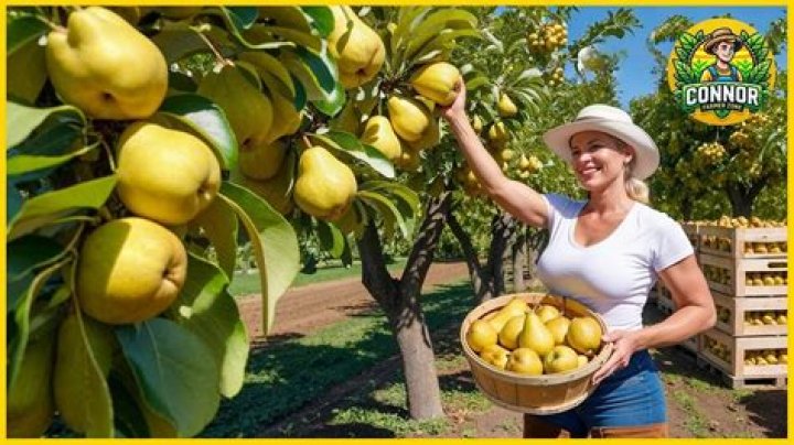 Pear Farmers Thank Rick Ross For The Shoutout
