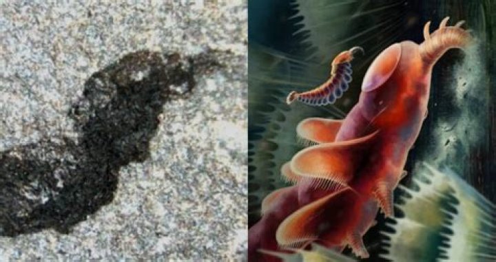 Prehistoric Marine Fossils Uncovered In Welsh Sheep Field