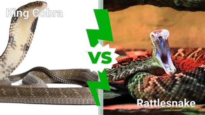 Python And King Cobra Fight To The Death In Epic Snake Battle [PHOTO]
