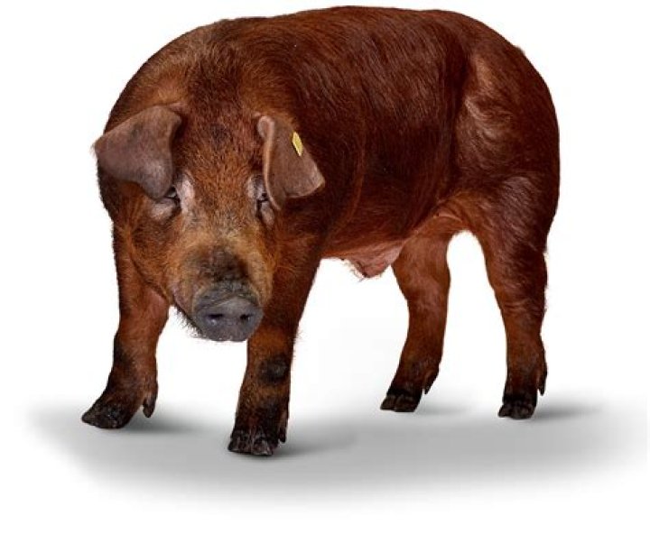 ¿Quién es el cerdo de Moana?
