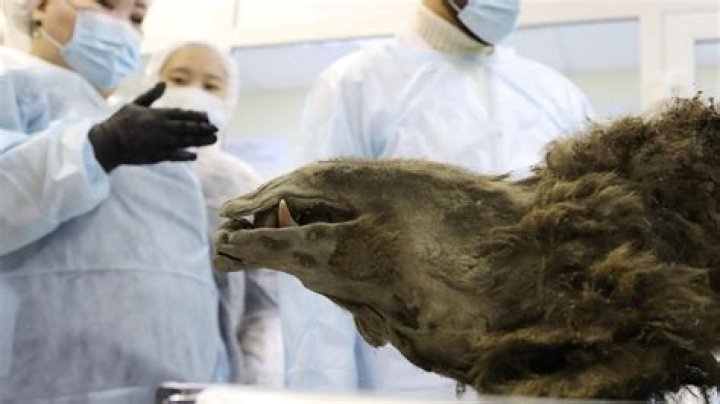 Scientists 'Digitally Unwrap' Mummified Animals From Ancient Egypt