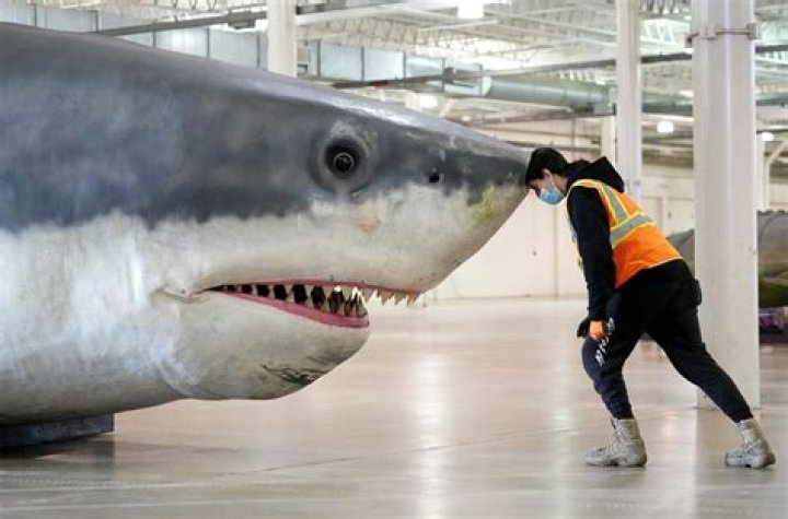 See New Footage Of The Biggest Great White Shark Ever Filmed