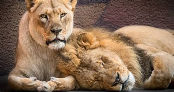 The 'Inseperable' Lion Couple That Met Their Demise Together At The Zoo