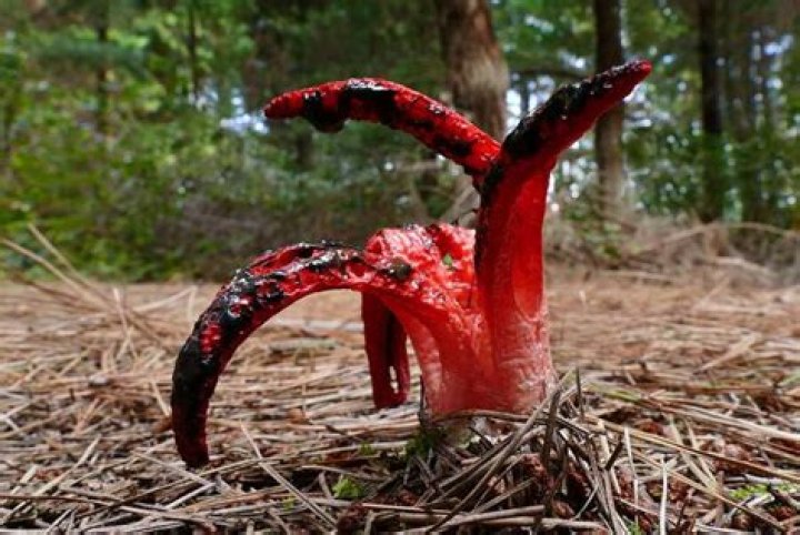 The 9 Weirdest Mushroom And Fungi Species In The World