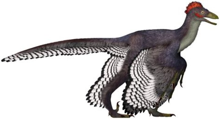 The Anchiornis Looked Like A Chicken And May Have Been Able To Fly