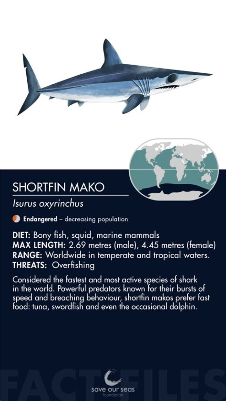 The Shortfin Mako Shark, The Deadly 'Cheetah Of The Ocean'