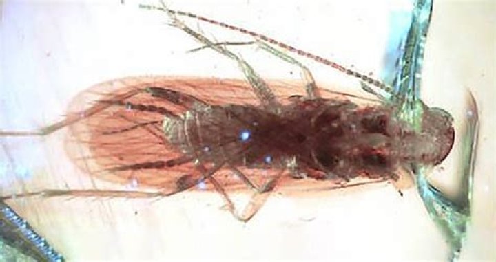 Two New Ancient Species Of Cockroach Found Preserved In Amber