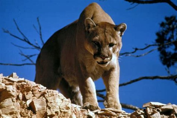 Utah Hiker Survives Six-Minute Face-Off Against Mountain Lion