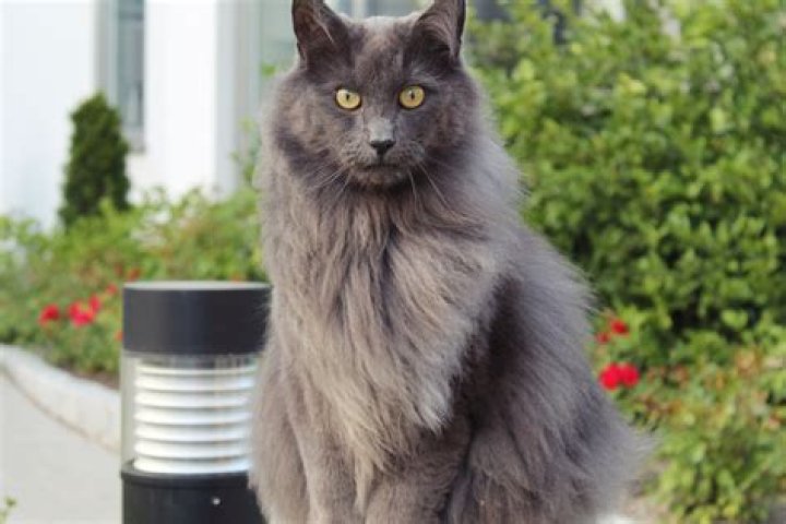 Who has a nebelung cat Patronus?